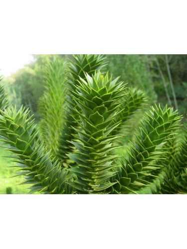 Pino del Cile "Araucaria...