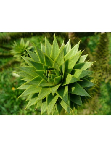 Pino del Cile "Araucaria...