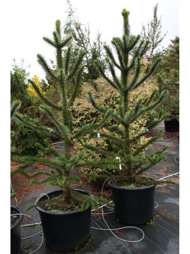 Pino del Cile "Araucaria...