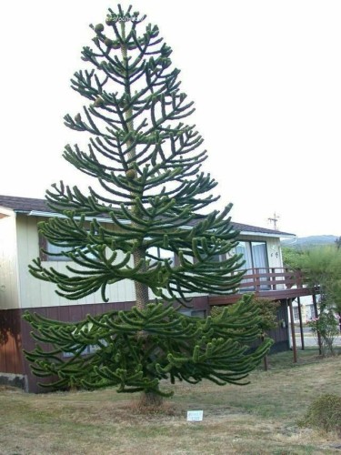 Pino del Cile "Araucaria...