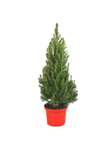 Picea glauca Albertiana...