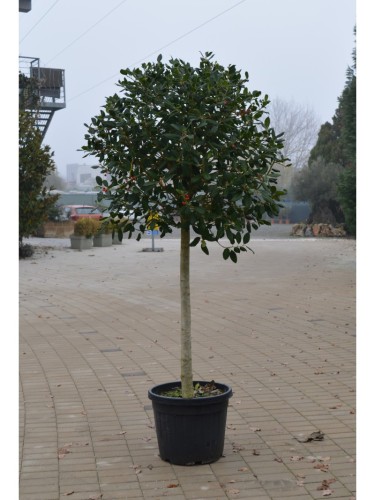 Ilex myrtifolia "Nellie R....