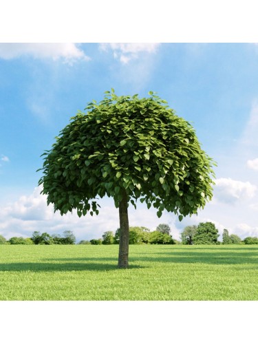 Catalpa bungei "Albero dei...