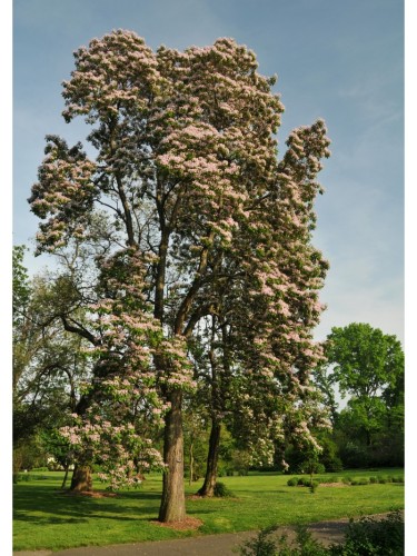 Catalpa bungei "Albero dei...