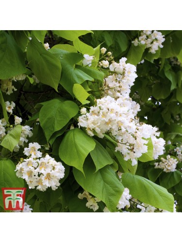 Catalpa bungei "Albero dei...