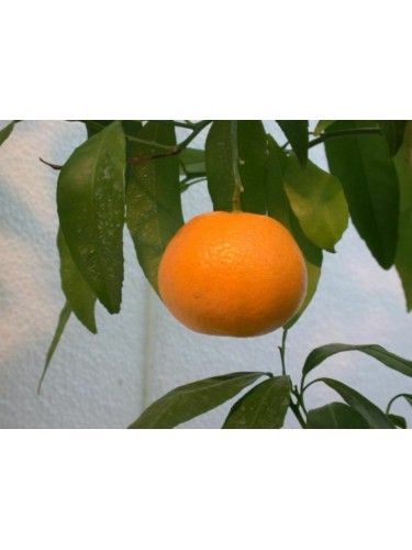Pianta di Mapo " Citrus ×...