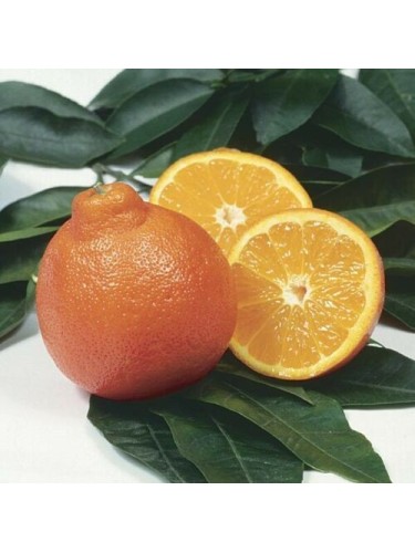 Pianta di Mapo " Citrus ×...