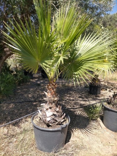 Palma Washingtonia Palma...