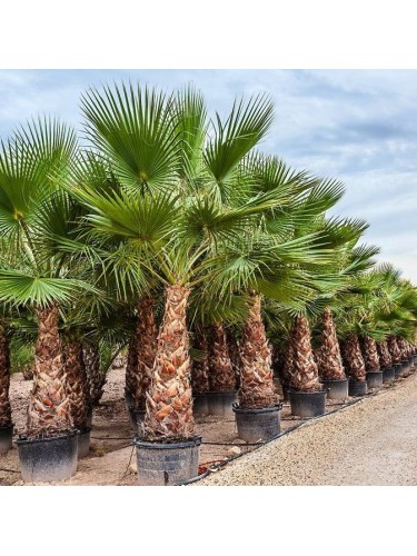 Palma Washingtonia Palma...