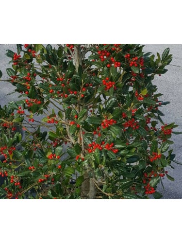 Ilex myrtifolia "Nellie R....