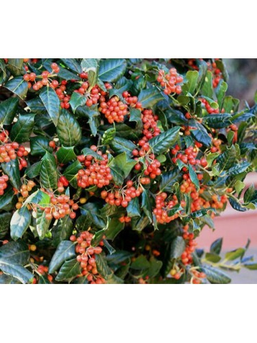 Ilex myrtifolia "Nellie R....