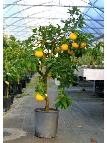 Pompelmo "Citrus paradisi"...