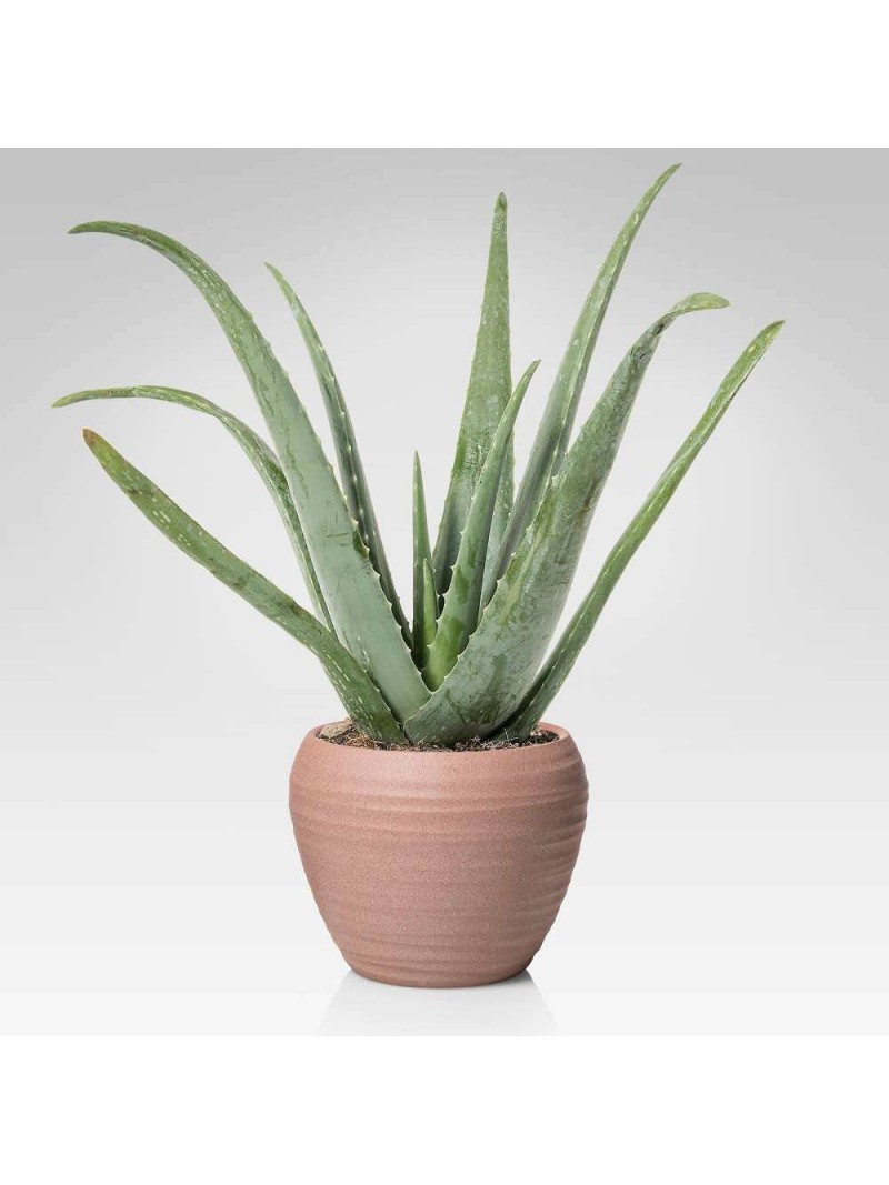 Aloe vera pianta officinale in vaso