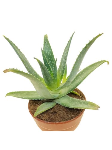 Aloe maculata "Aloe...