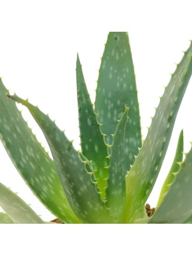 Aloe maculata "Aloe...
