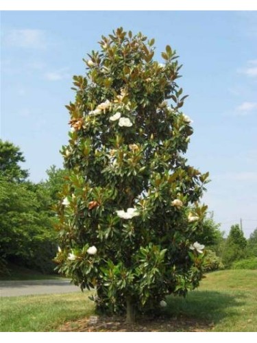Pianta di Magnolia...