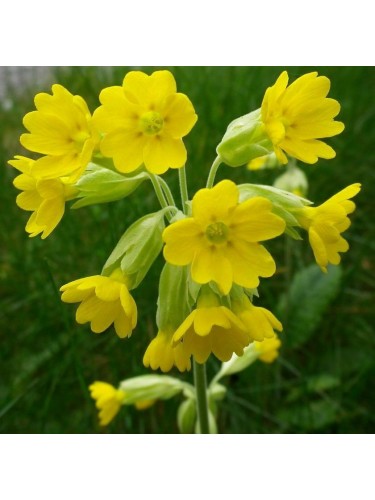 Pianta Fiori Primula Veris...