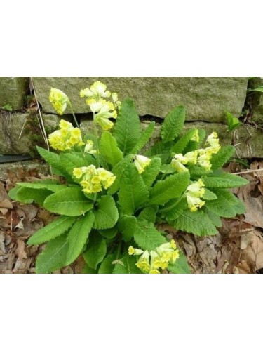 Pianta Fiori Primula Veris...