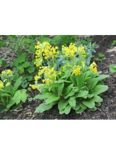 Pianta Fiori Primula Veris...