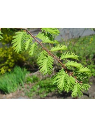 Abete d'acqua "Metasequoia...