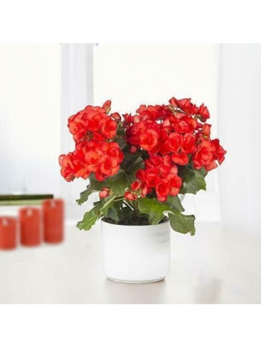 Pianta Fiori Begonia Red...