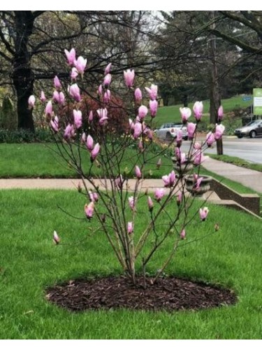 Magnolia liliflora "Betty"...