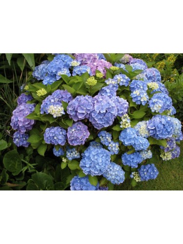 Ortensia "Hydrangea" 3...