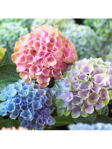 Ortensia "Hydrangea" 3...