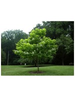 Catalpa bignonioides...