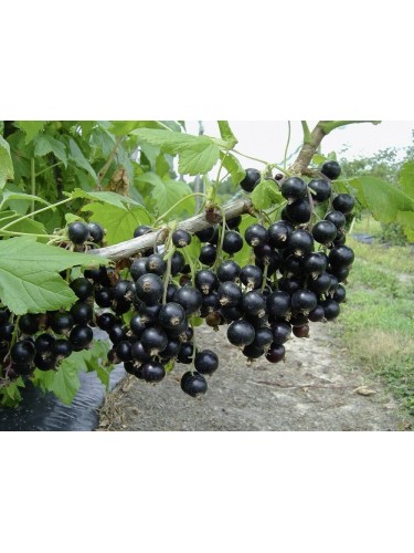Ribes nero "Ribes nigrum...