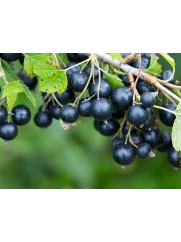Ribes nero "Ribes nigrum...