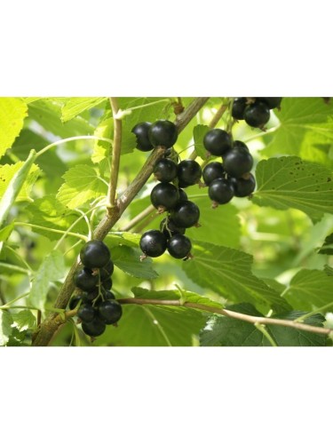 Ribes nero "Ribes nigrum...
