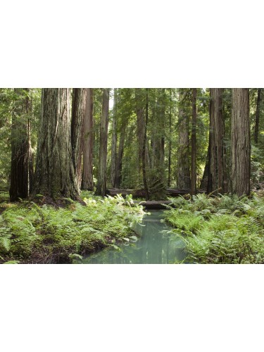 Sequoia della California...