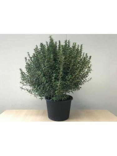 Mirto nano "Myrtus communis...