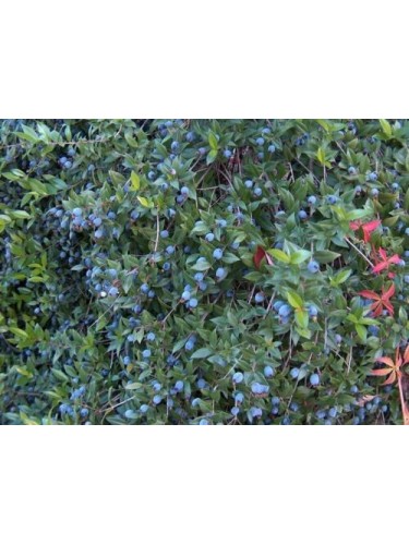 Mirto nano "Myrtus communis...