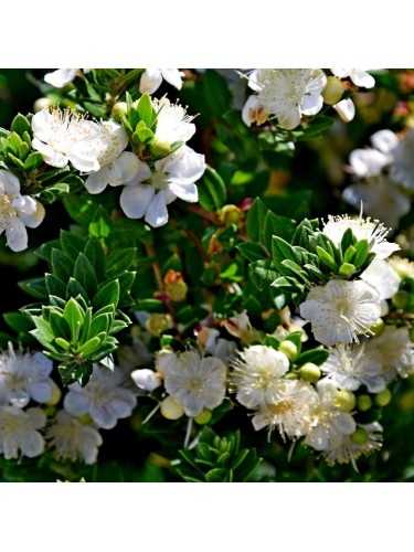 Mirto tarantino "Myrtus...