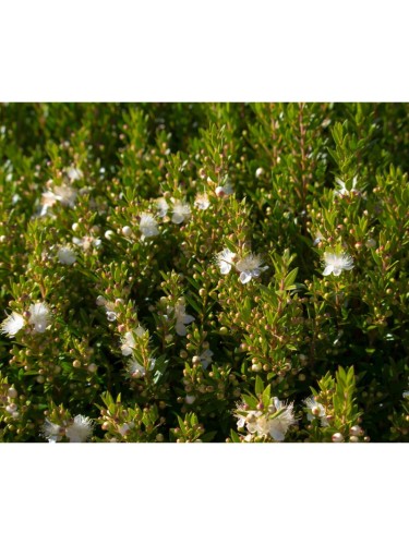 Mirto tarantino "Myrtus...
