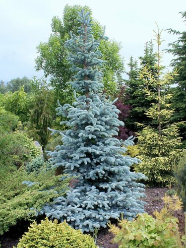 Abete Blu Argentato "Picea...