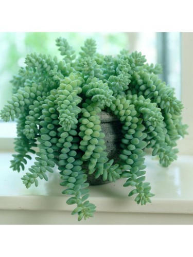 Sedum burrito pianta grassa...