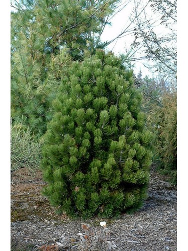 Pino loricato "Pinus...