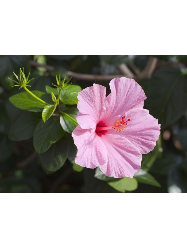 Ibisco della Cina "Hibiscus...