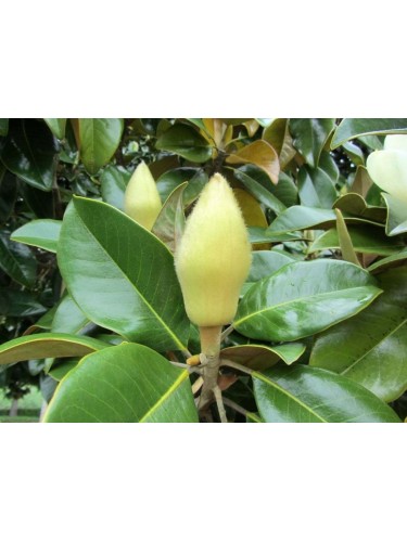 Magnolia grandiflora pianta...
