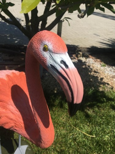 Fenicottero flamingo...