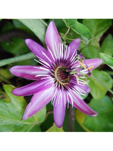 Passiflora Violacea pianta...