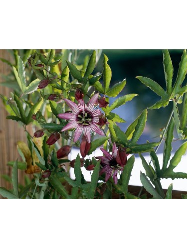 Passiflora Violacea pianta...