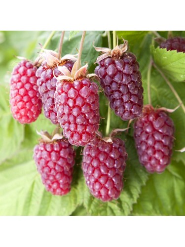 Loganberry "Rubus x...