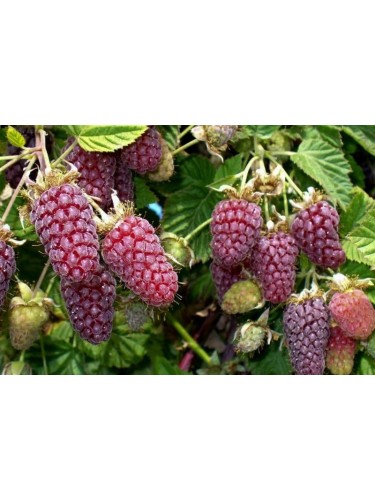 Loganberry "Rubus x...