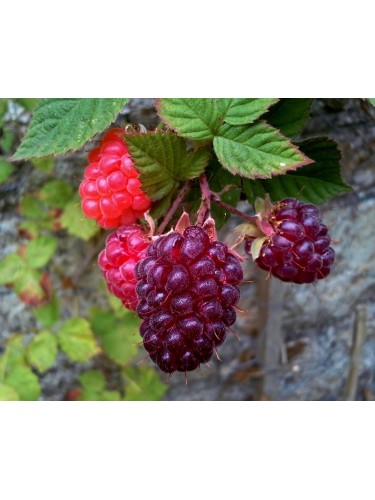 Loganberry "Rubus x...