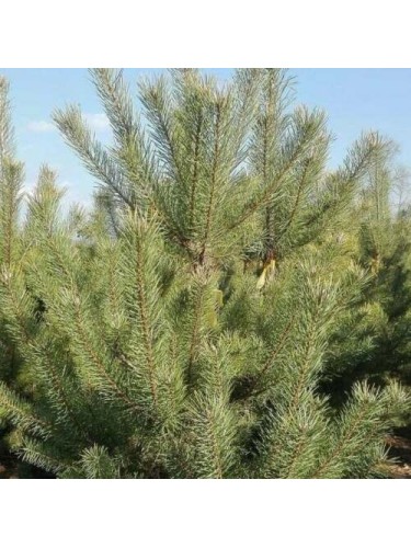 Pino silvestre "Pinus...