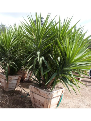 Yucca aloifolia bellissima...